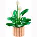 Lego Botanicals Peace Lily 11504