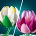 Lego® Botanical Collection Water Lilies 11511